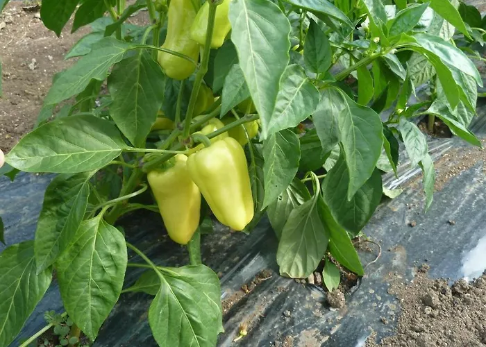 Ivan Experience Backpacker